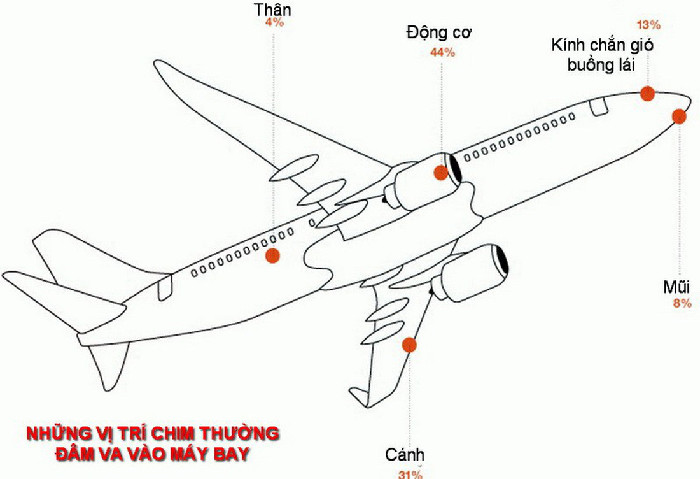 Khi chim thật 