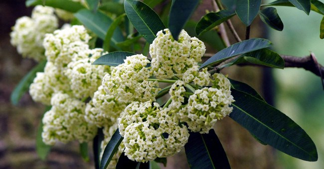 Không chỉ ở Việt Nam mà hoa sữa còn là loài hoa mâu thuẫn nổi tiếng xuyên lục địa