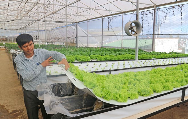 Nông dân Đà Lạt thành công với trồng rau trong không khí