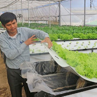 Nông dân Đà Lạt thành công với trồng rau trong không khí