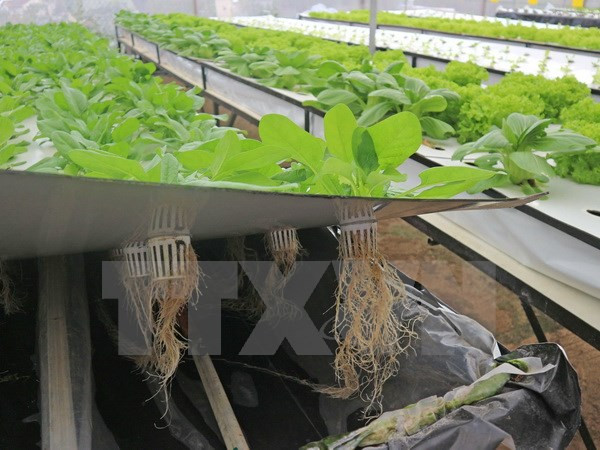 Nông dân Đà Lạt thành công với trồng rau trong không khí