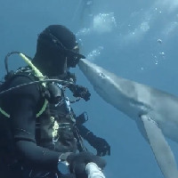 Thợ lặn giật nảy mình khi bị cá mập "hôn"