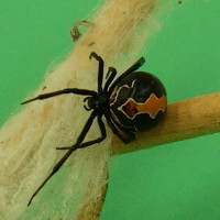 Nhện độc Katipo - một trong những loài nhện độc nhất thế giới