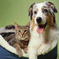 Nghiên cứu đếm tế bào thần kinh: chó "thông minh gấp đôi" mèo