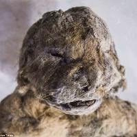 Phát hiện bất ngờ về xác ướp sư tử 55.000 năm tuổi ở Siberia