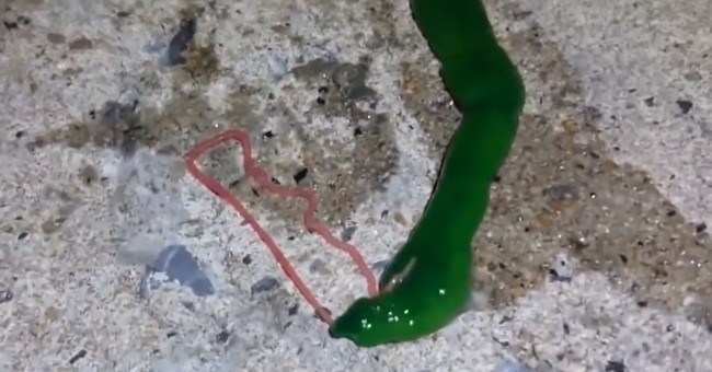 Mổ xẻ loài sinh vật màu xanh bí ẩn có lưỡi màu hồng siêu dài