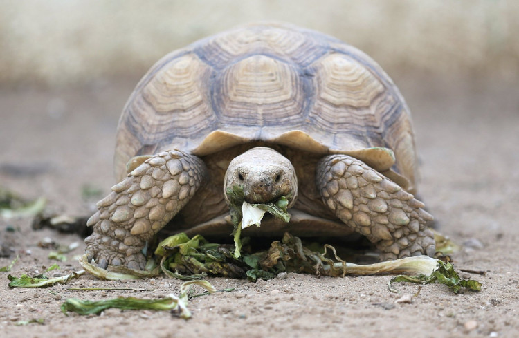 Thân nhiệt của rùa thay đổi theo môi trường bên ngoài.