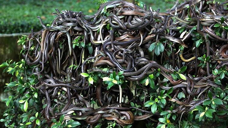 Vùng đất 