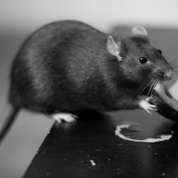 3 bệnh nguy hiểm lây lan từ chuột