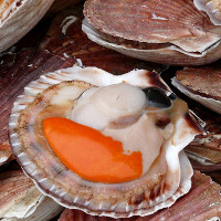 Loài sò Saint-Jacques sở hữu "kính viễn vọng đặc biệt"