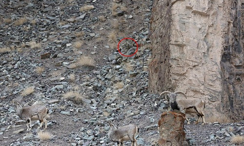 Sát thủ tàng hình vồ cừu hoang trên dãy Himalaya