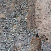 Sát thủ tàng hình vồ cừu hoang trên dãy Himalaya
