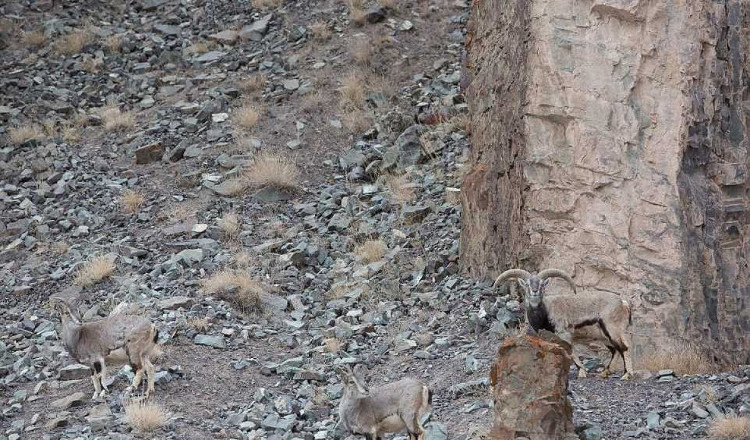 Sát thủ tàng hình vồ cừu hoang trên dãy Himalaya