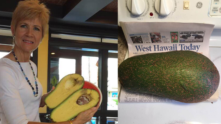 Quả bơ 2,4kg có thể phá kỷ lục thế giới ở Hawaii