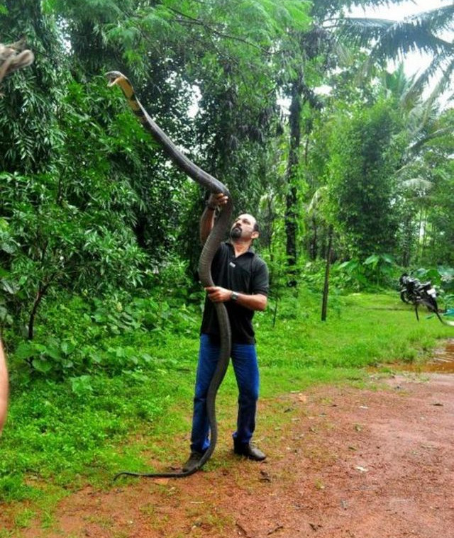 Những con rắn hổ mang chúa khủng nhất từng bị tóm gọn