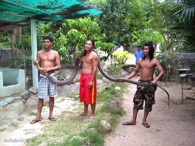 Những con rắn hổ mang chúa khủng nhất từng bị tóm gọn