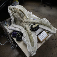 Mỹ: Tìm ra hóa thạch voi ma mút “khủng” vạn năm tuổi