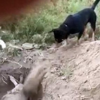 Chó đào đất chôn xác bạn ở Chile