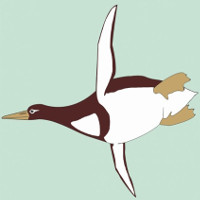 Tìm thấy loài chim cánh cụt cổ đại lớn như con người