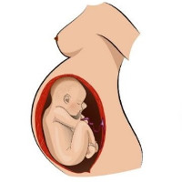 Tại sao thai nhi không quay đầu phải đẻ ngược?