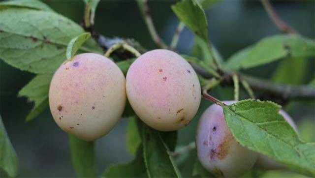 Những món ăn tuyệt ngon nhưng bị cấm tiệt ở Mỹ