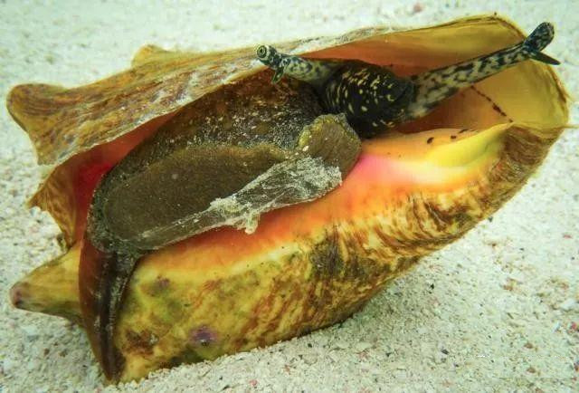 Những món ăn tuyệt ngon nhưng bị cấm tiệt ở Mỹ