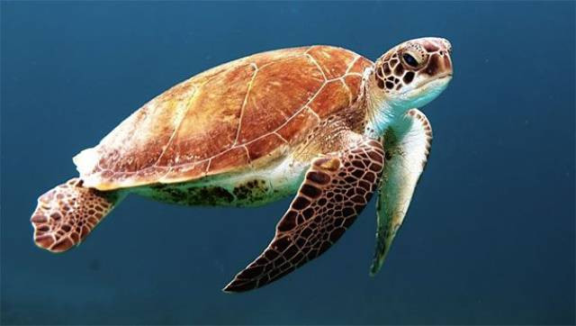 Những món ăn tuyệt ngon nhưng bị cấm tiệt ở Mỹ