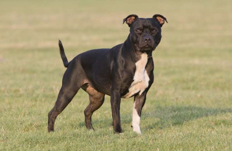Mỹ: Những lý do đáng sợ khiến chó pit bull giết và ăn thịt chủ