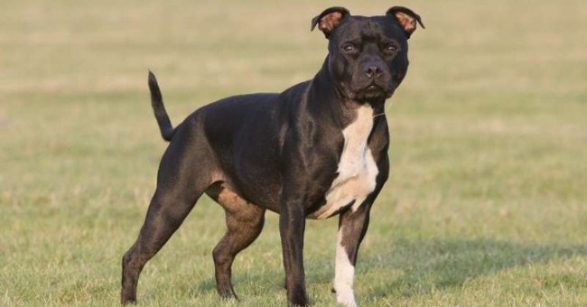Mỹ: Những lý do đáng sợ khiến chó pit bull giết và ăn thịt chủ