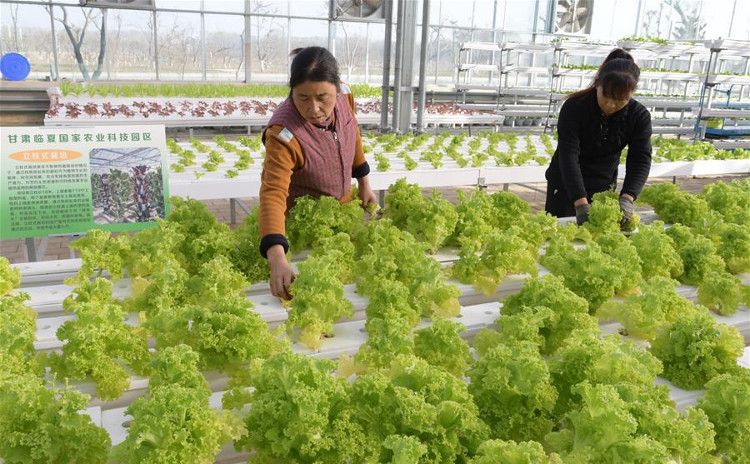 Ăn nhiều rau xanh giúp ngăn chặn chứng mất trí nhớ ở tuổi già