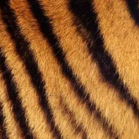 Bạn sẽ cực bất ngờ khi biết lớp da dưới bộ lông sọc vằn của hổ như thế nào