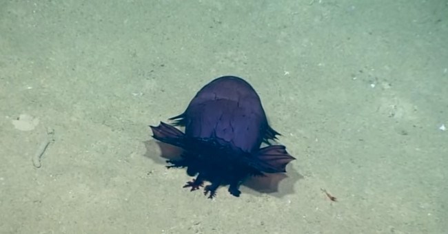 "Quái vật" gà không đầu - Sinh vật bí ẩn mới được tìm thấy dưới đáy biển vịnh Mexico