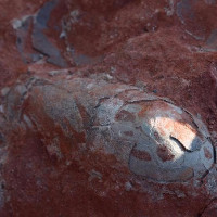 Trung Quốc: Phát hiện trứng khủng long 130 năm triệu năm vẫn còn nguyên vẹn