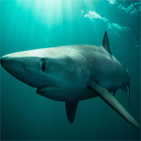 Cá mập lưỡng tính đầu tiên mắc lưới ngư dân Đài Loan