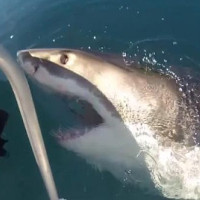 Video: Cá mập trắng dài 6 mét áp sát thuyền câu trên biển Australia