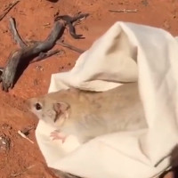 Video: Loài chuột tưởng đã tuyệt chủng hơn trăm năm tái xuất