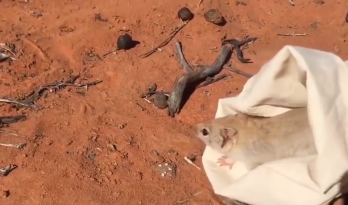 Chuột Dasycercus cristicauda