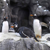 -40 độ C, Canada lạnh đến nỗi chim cánh cụt phải "lánh nạn"