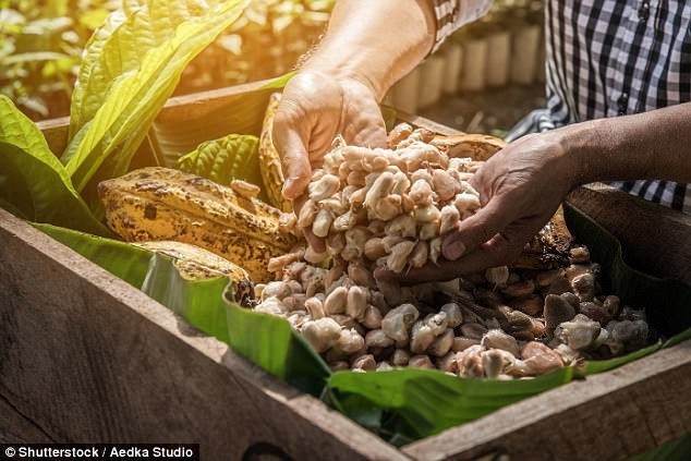 Chocolate sắp tuyệt chủng ư? Công nghệ này có thể là câu trả lời