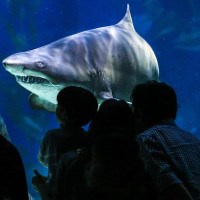 Con người và cá mập có cùng tổ tiên