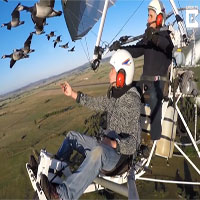 Video: Người chuyên dẫn đường cho các loài chim di cư tránh thợ săn