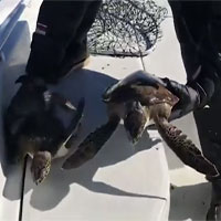 Hàng trăm rùa biển "sốc lạnh" trôi bất động dưới nước