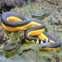 Điều kỳ dị này đã giúp rắn biển không uống nước 6 - 7 tháng vẫn "sống nhăn răng"