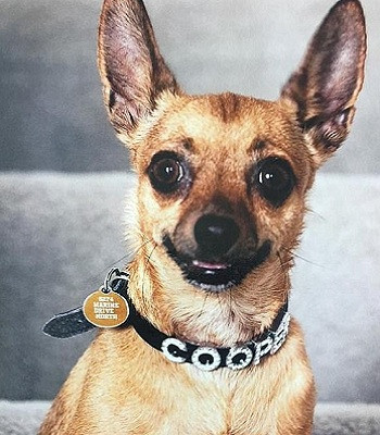 Chó chihuahua tử chiến với rắn nâu kịch độc để cứu chủ