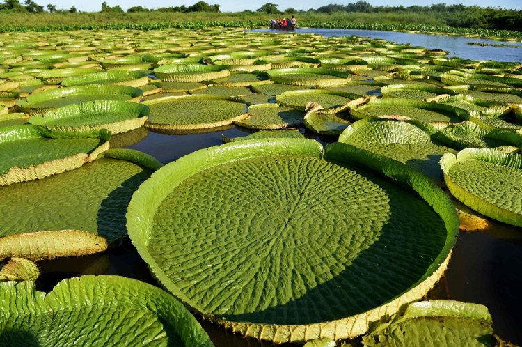 Hoa súng khổng lồ tưởng đã tuyệt chủng xuất hiện ở Paraguay