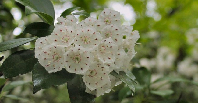 Bất ngờ với loài cây đẹp lộng lẫy nhưng lại có khả năng gây ra cái chết đau đớn