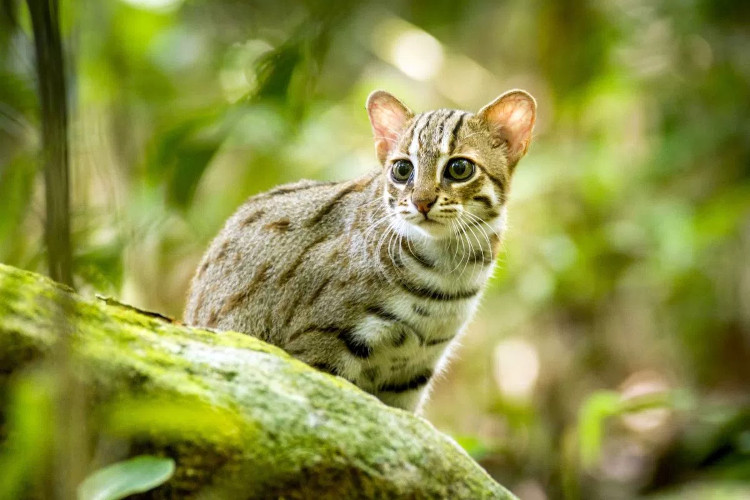 Thước phim siêu hiếm về loài mèo nhỏ nhất thế giới: bản năng bất chấp kích cỡ