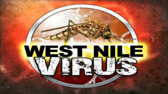 Phát hiện cách thức chữa mất trí nhớ do nhiễm virus Tây sông Nile