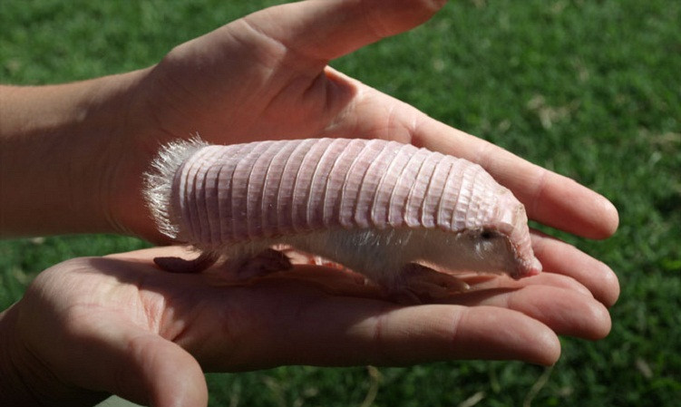 Armadillo màu hồng có kích thước rất nhỏ, chỉ dài 15cm hoặc hơn một chút.