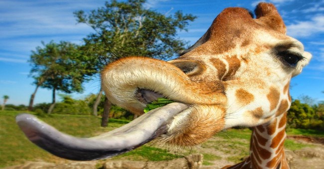 Cách gãi mũi đầy kỳ dị của hươu cao cổ mà ít người biết